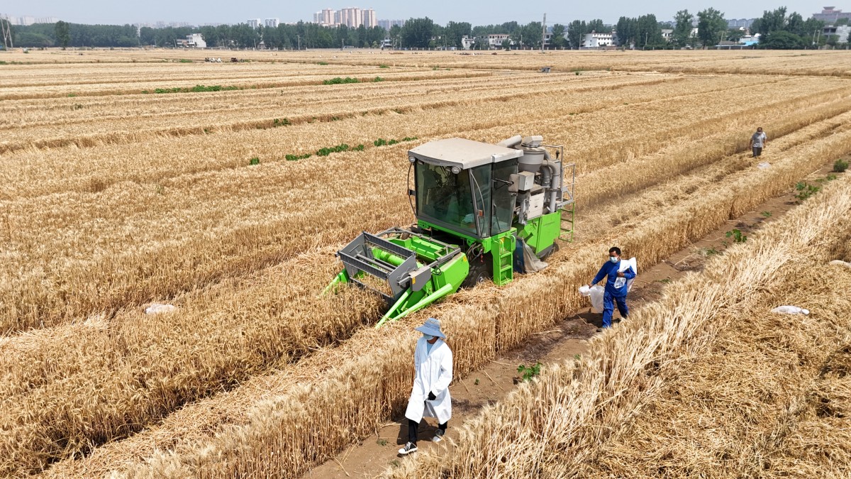 河南鄧州市：資金全鏈條保障 護航夏收糧倉滿