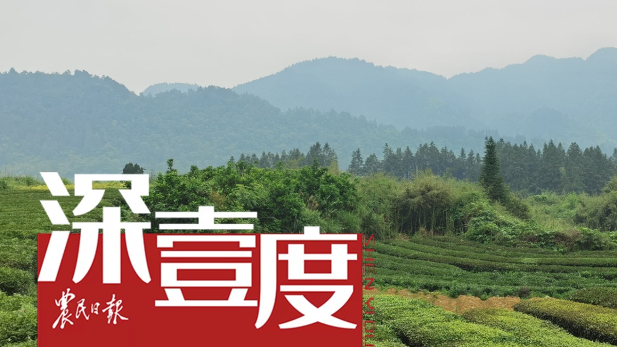 贵州抹茶：从隐形赛道杀出热搜爆款