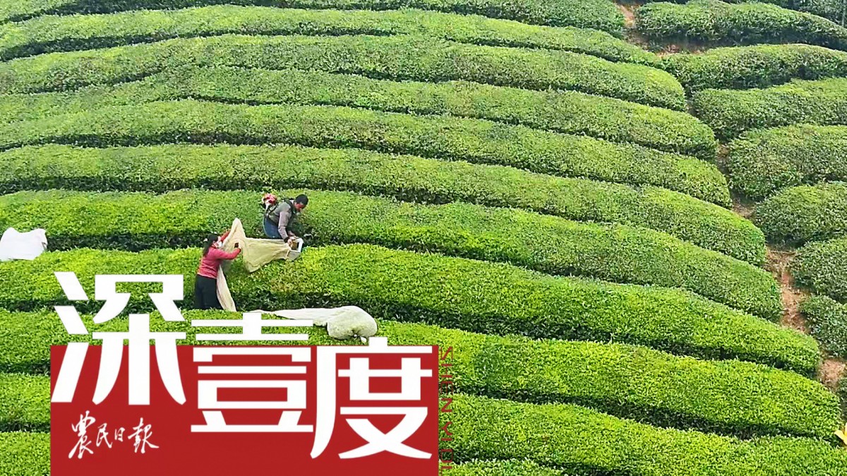 “困斗”茶山