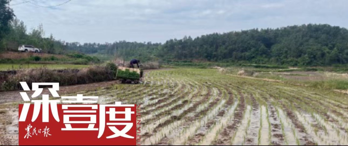卖粮纪事