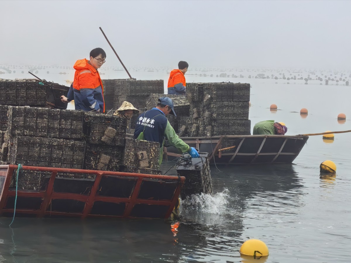 福建连江：鲍鱼养殖吃上了“营养配餐”
