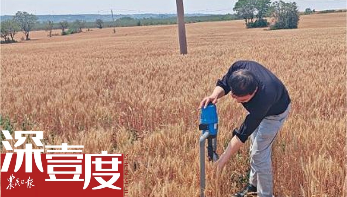 小麦第一省闯旱关