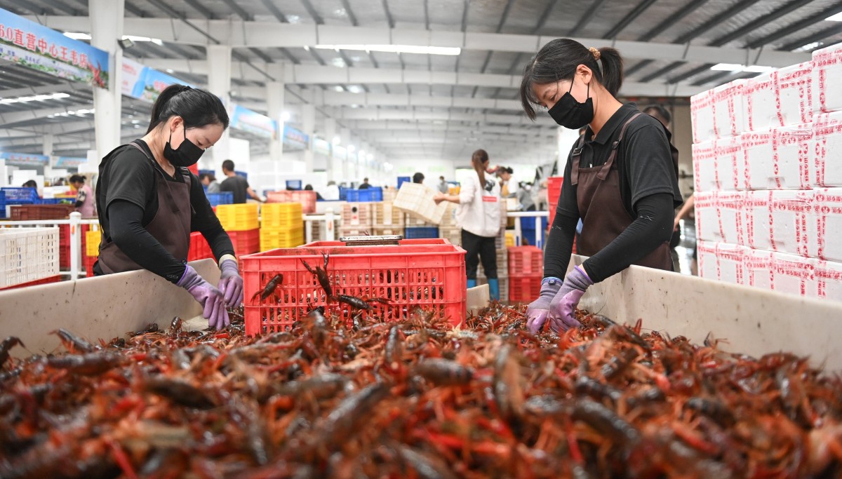 湖北省潛江市后湖管理區(qū)：一只小龍蝦繪就振興新畫卷