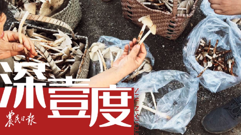 “疯狂”的夏至菇