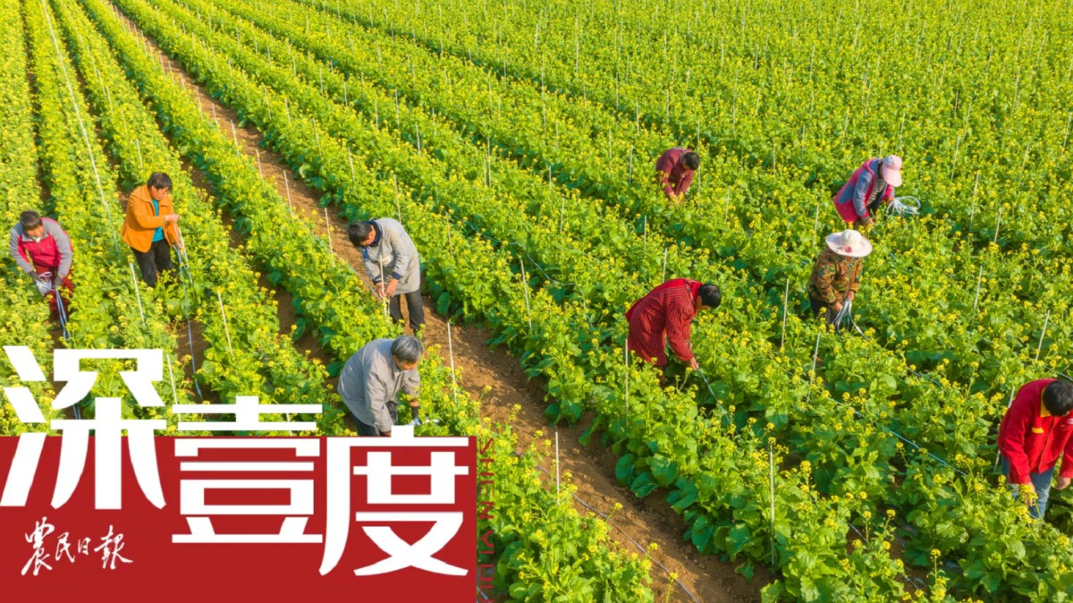 “老农民”与科学家