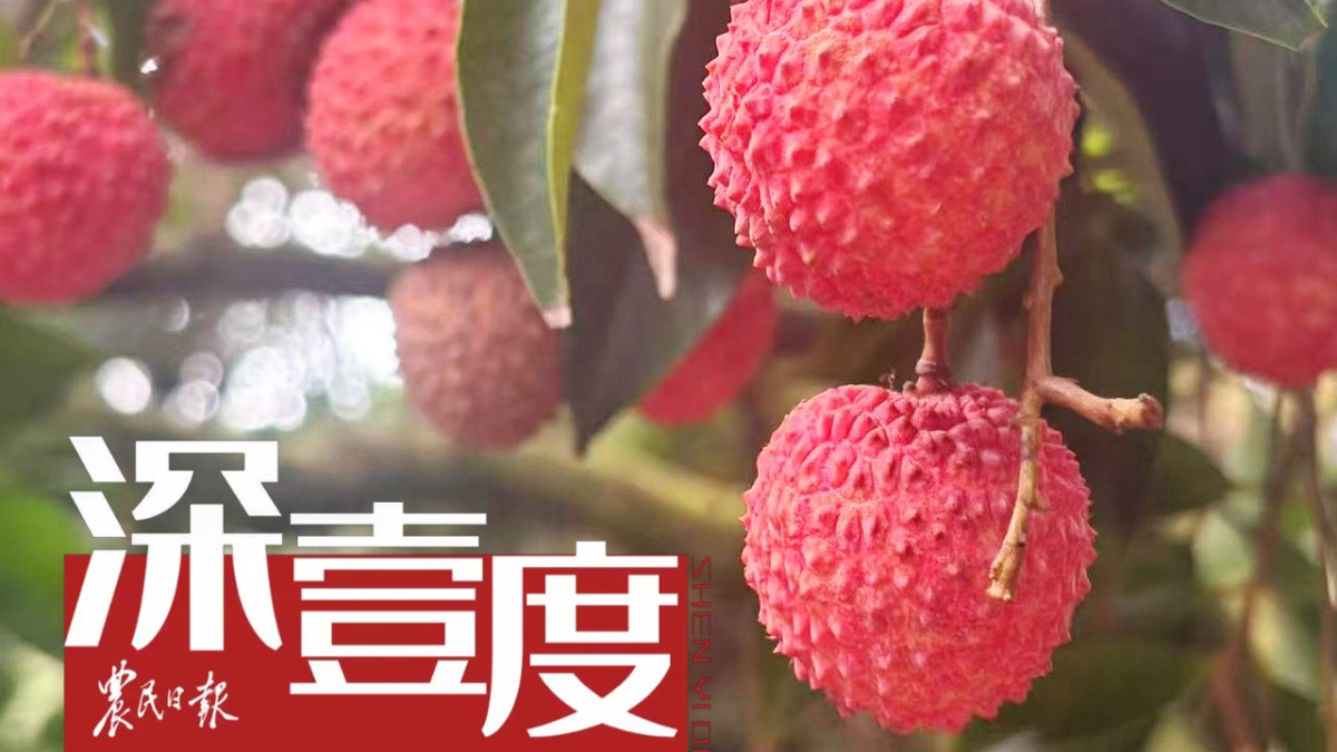 荔枝“快跑”