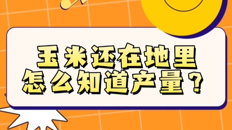 活力中国调研行 | 玉米还在地里 怎么知道产量？