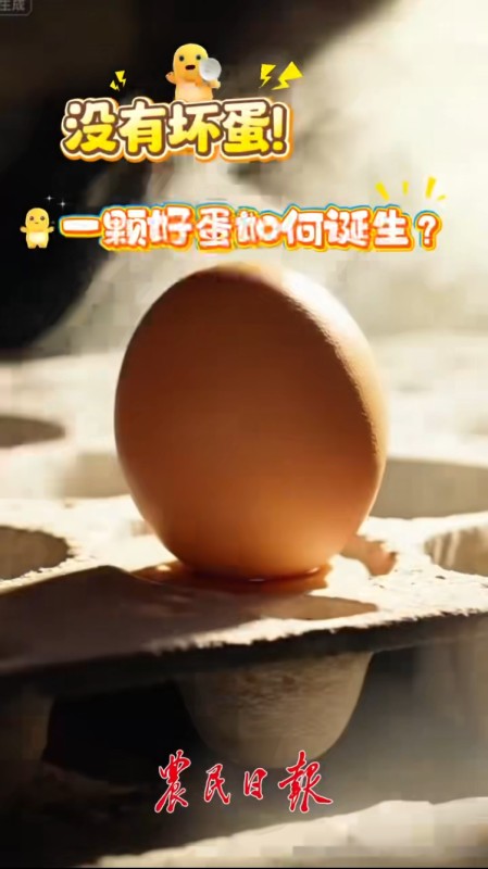 活力中国调研行 | 没有“坏蛋”！一颗好蛋如何诞生？