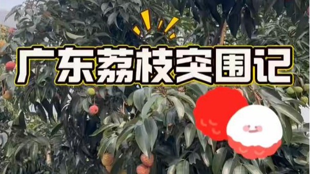 广东荔枝突围记
