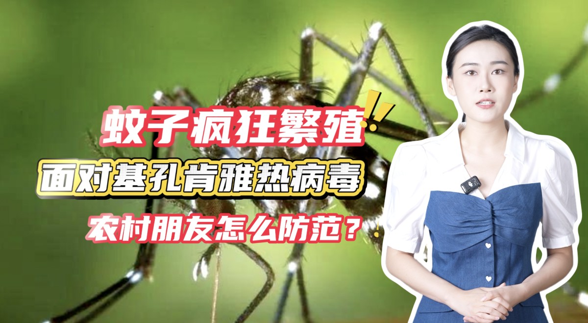 今起中伏，蚊子疯狂繁殖！面对基孔肯雅热病毒，农村朋友怎么防范？→点击播放视频