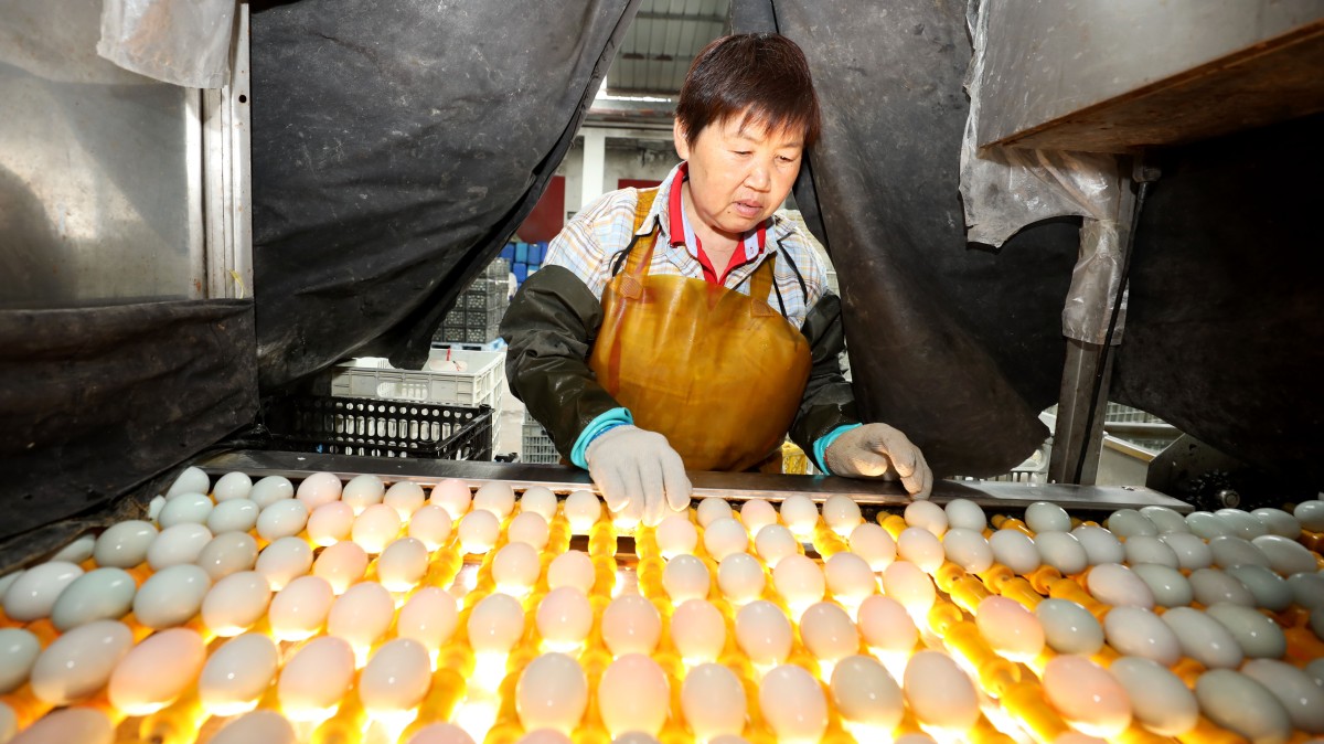安徽淮北：小鸭蛋 大产业