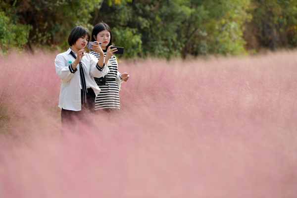 10月6日，游客在粉黛乱子草丛中拍照。.JPG