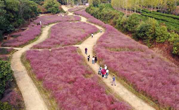 10月6日，在江西省南昌市南昌县凤凰沟景区，成片的粉黛乱子草形成粉红色的“海洋”（无人机拍摄）。.JPG