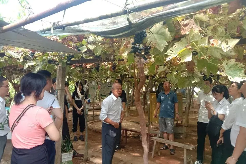 南平市建阳区农技推广专家谢福鑫在葡萄园讲述科技助农故事111.bmp