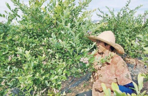深耕品质　成就“莓”好