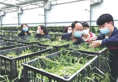 甘肃兰州　农技员下地头监管高原夏菜