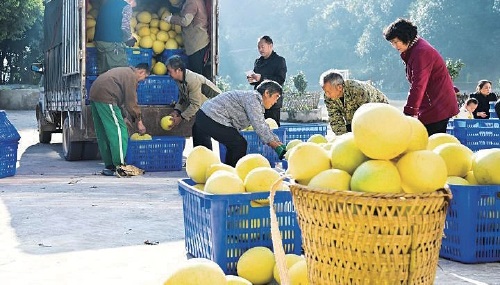 重庆巴南区“接龙蜜柚”迎丰收