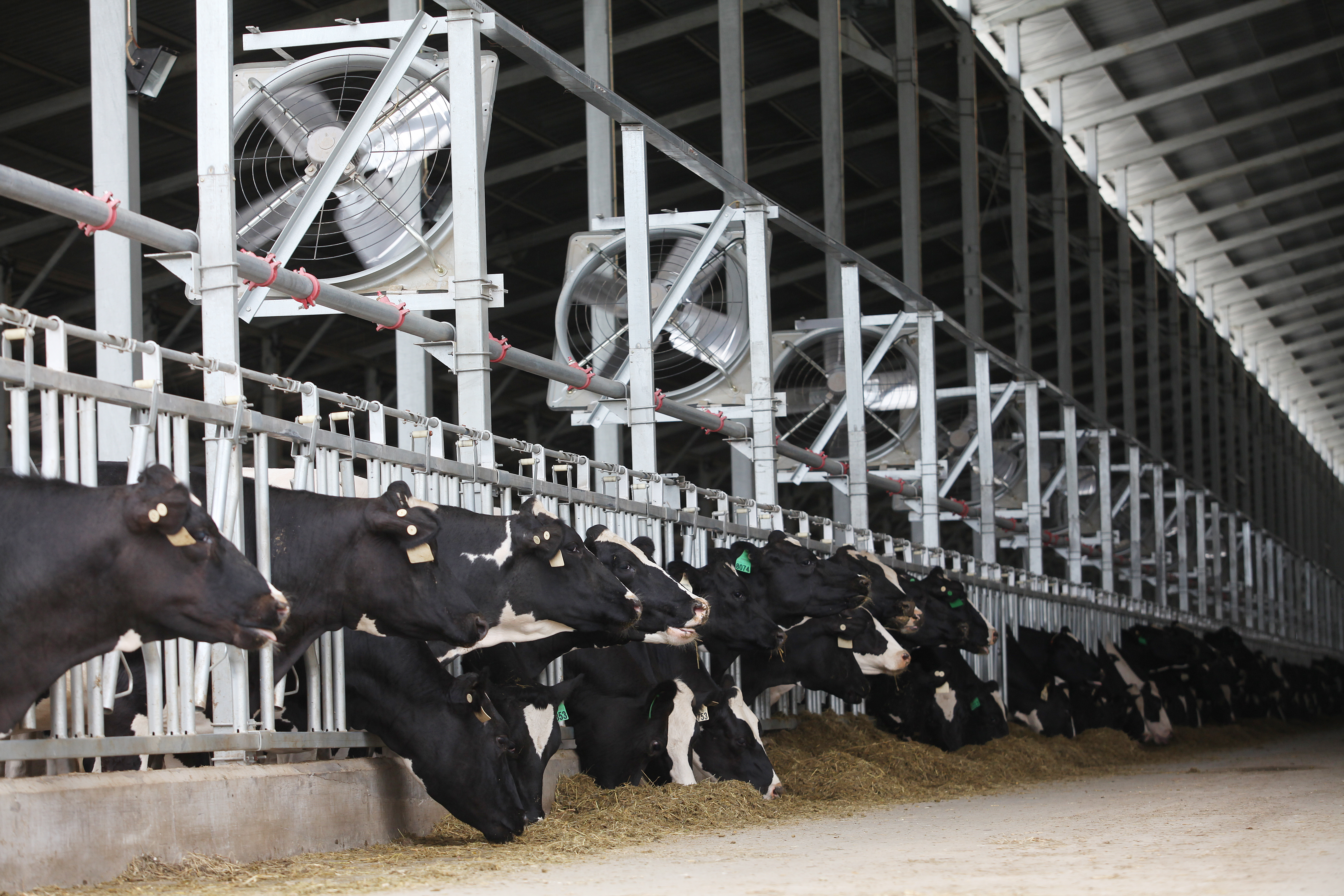 首农食品集团全国领先的规模化、集约化奶牛养殖基地.JPG