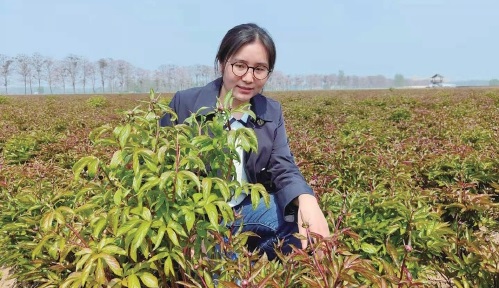 药材.jpg