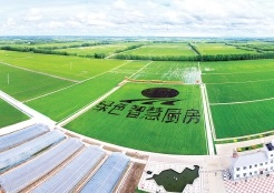 黑土地让“中国饭碗”盛满“中国粮”