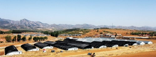 燕赵大地“彩绘”现代农业新基色