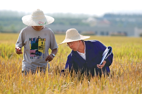 “鱼米之乡”风起云扬