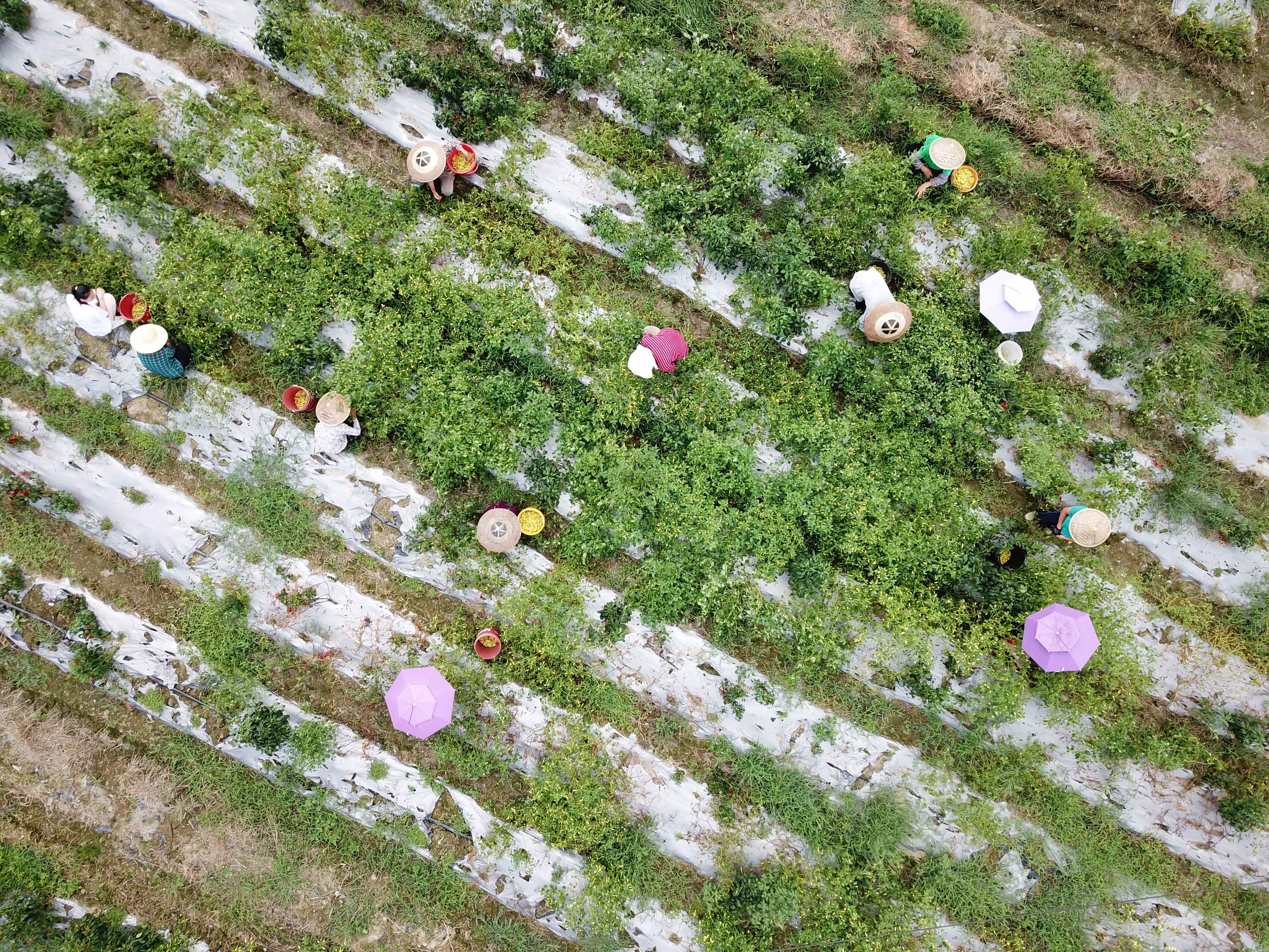8月18日，群众在贵州省剑河县南明大坝辣椒种植基地采摘辣椒。 (2).JPG