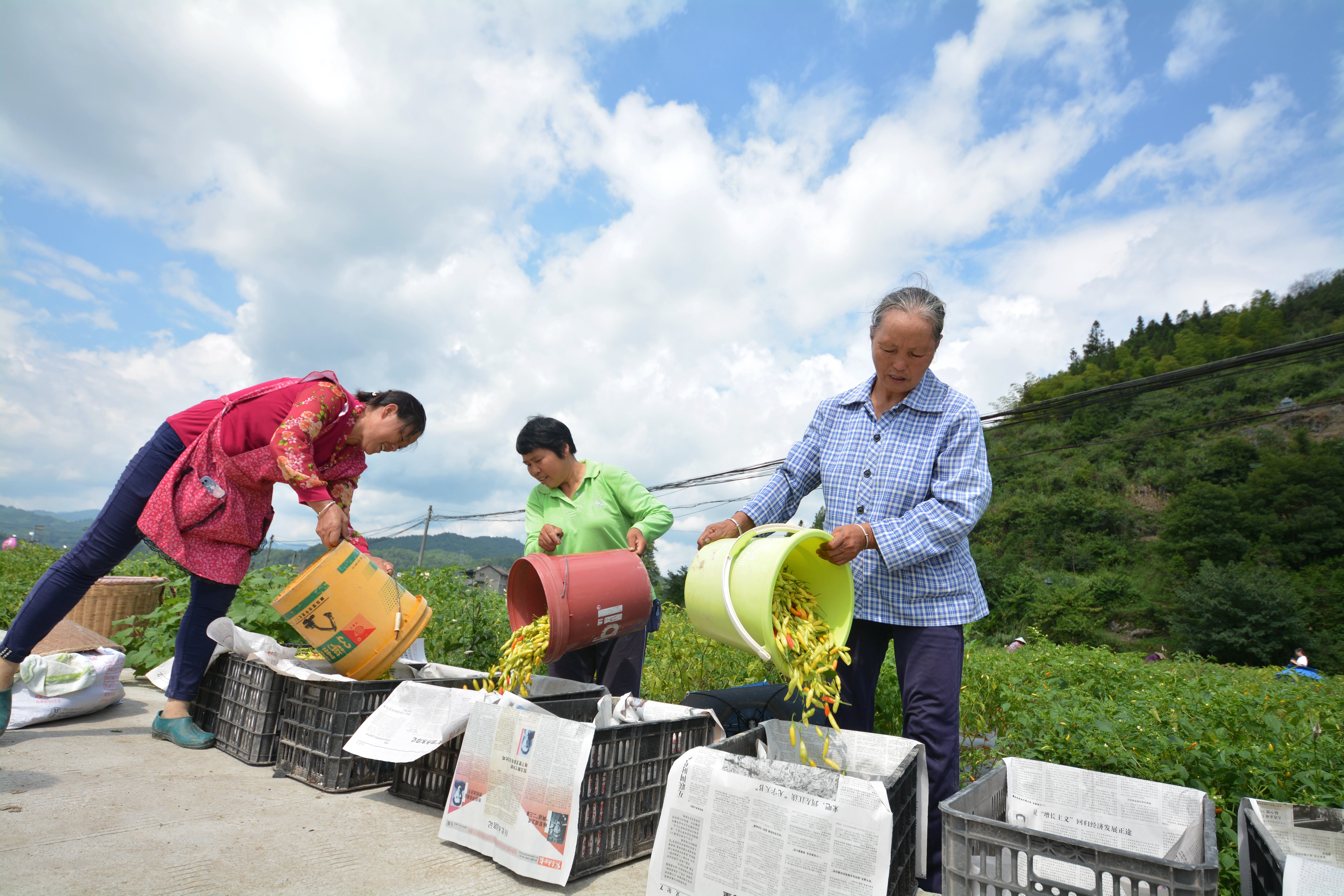 8月18日，在贵州省剑河县南明大坝辣椒种植基地，群众将刚采摘的辣椒倒入筐。 (1).JPG
