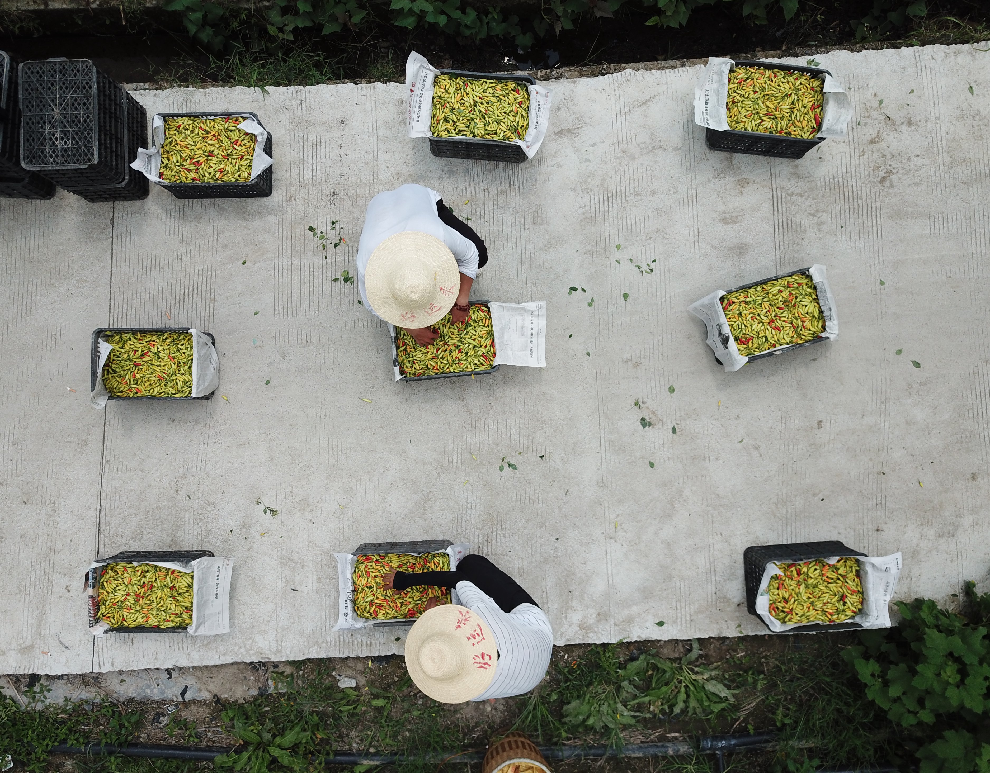 8月18日，在贵州省剑河县南明大坝辣椒种植基地，群众在整理辣椒。.JPG