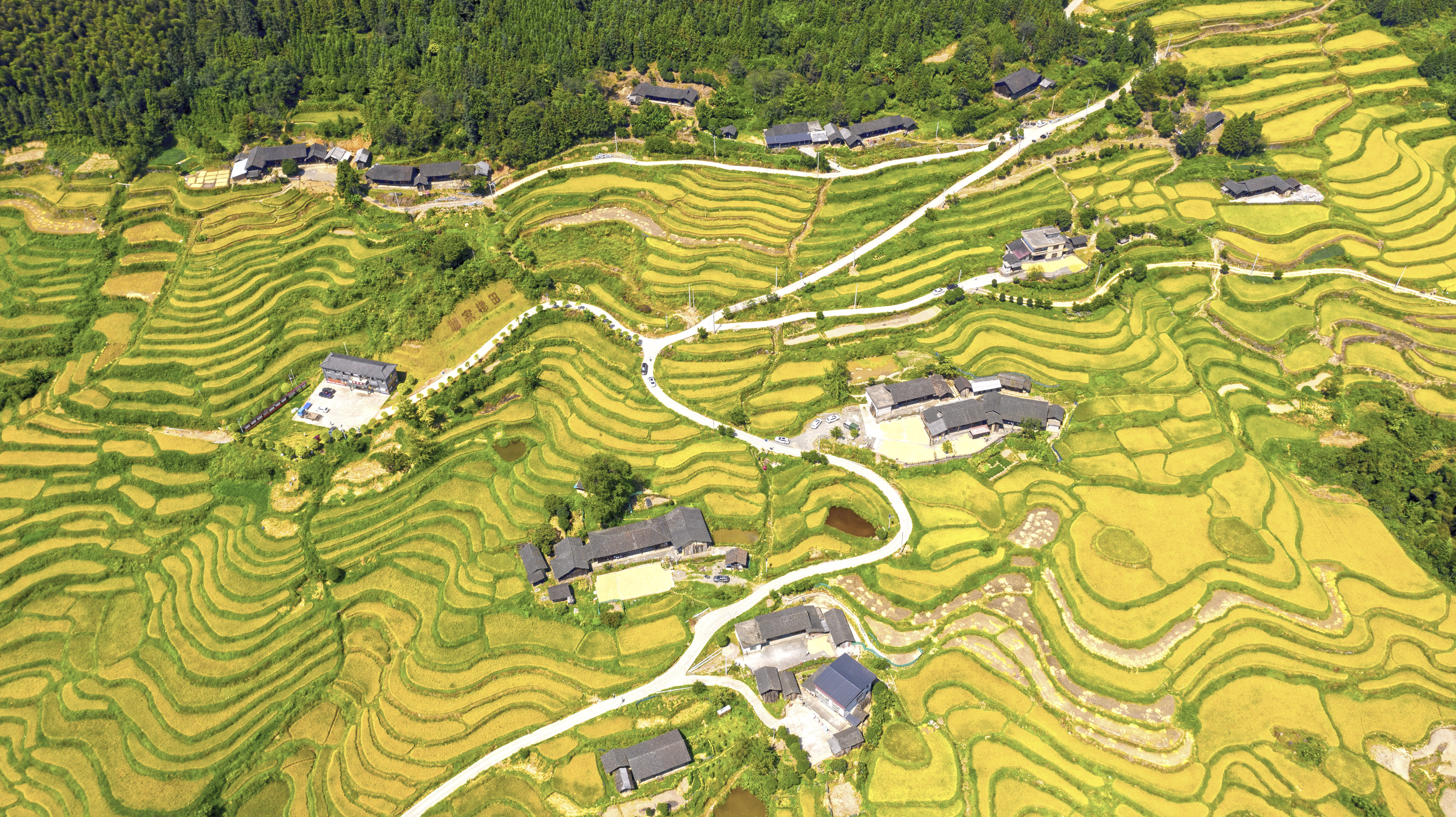 丰收节——河南东安.JPG