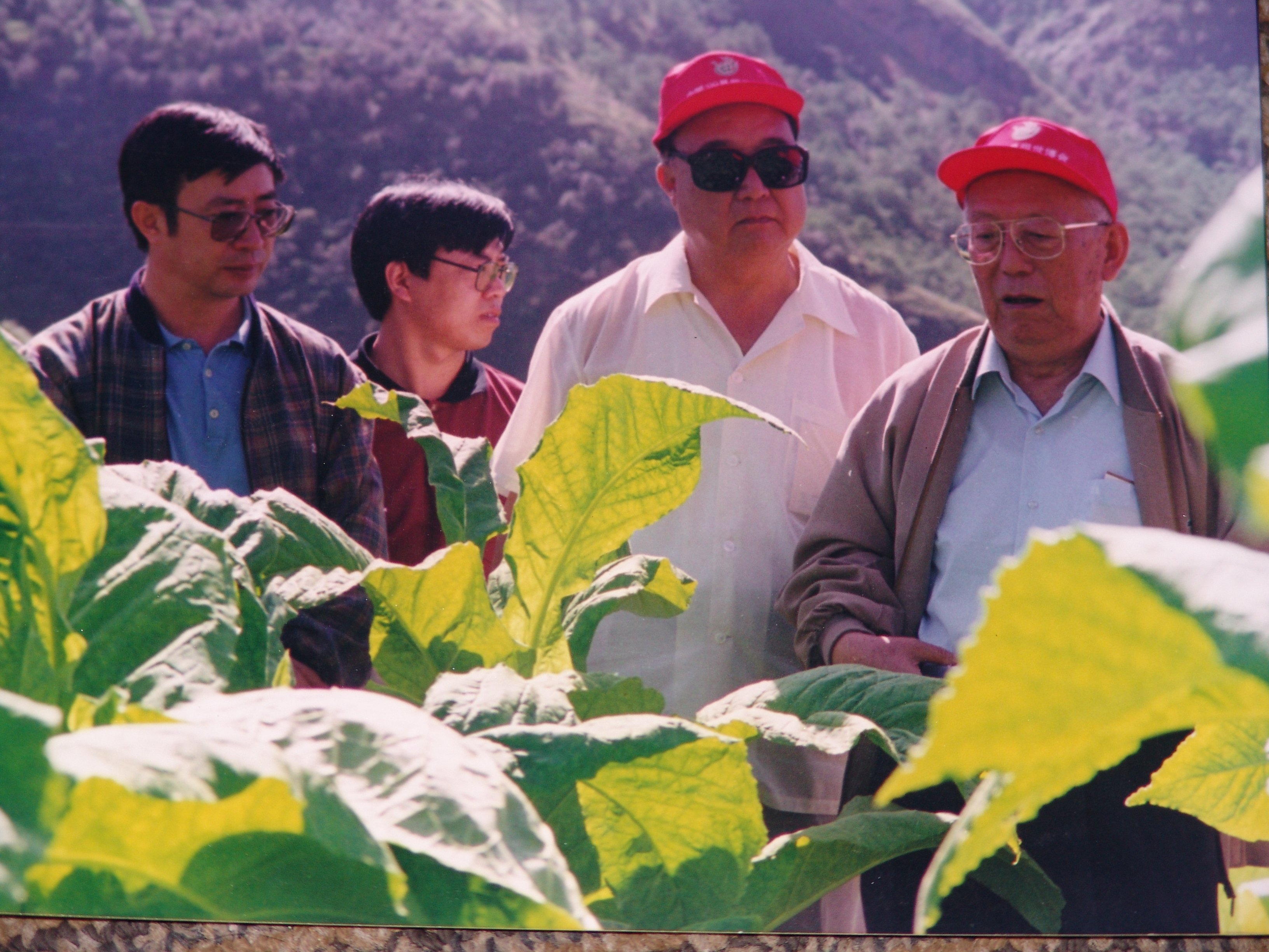 1999年7月，中国工程院院士、烟草专家朱尊权（右一），时任国家烟草专卖局副局长金茂先（右二）考察丽江烟叶。（梁光明 摄）.JPG
