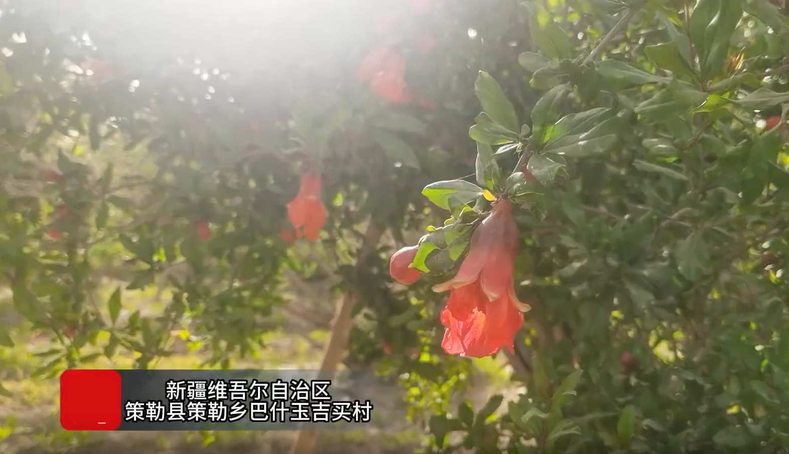 追着花儿看新疆 | “团结树”结出“致富果”