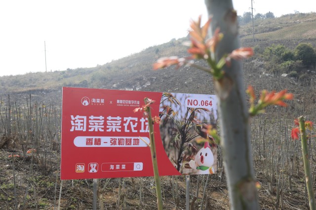 淘菜菜香椿-弥勒基地.png