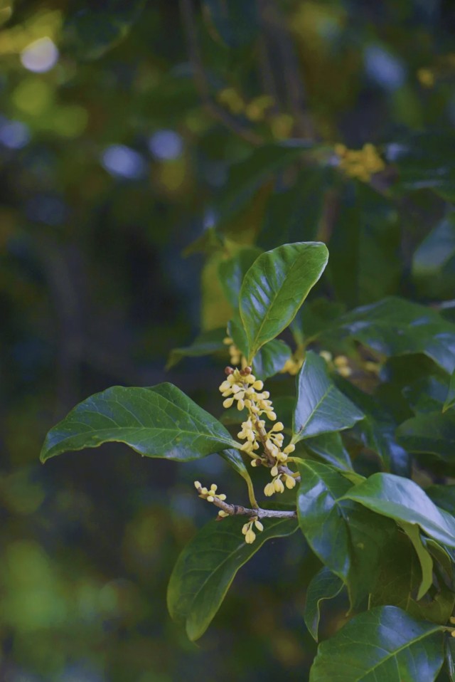 WX20241118-140100@2x.png